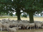Wierdense Veld